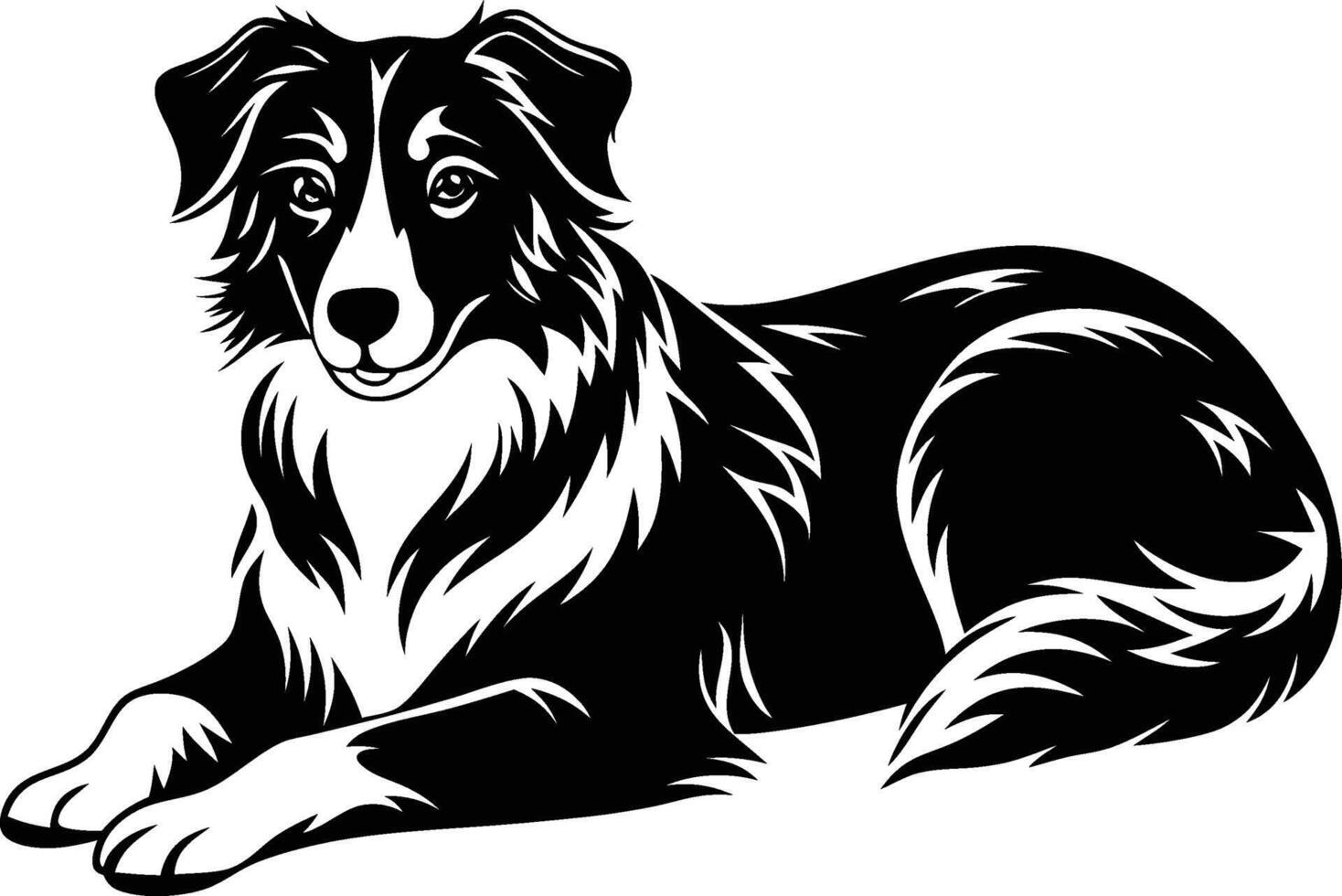 Border collie dog vector