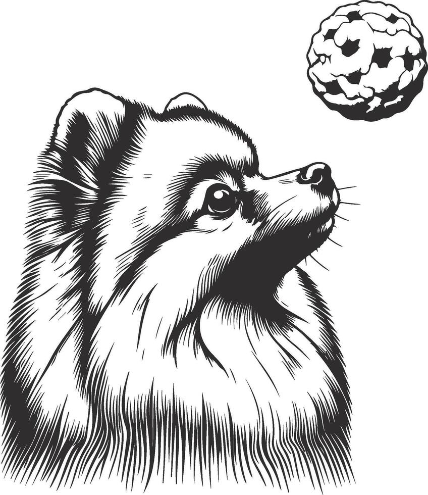 Pomeranian coloring pages vector