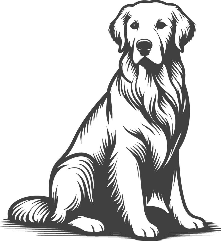 A black and white drawing of a golden retriever vector