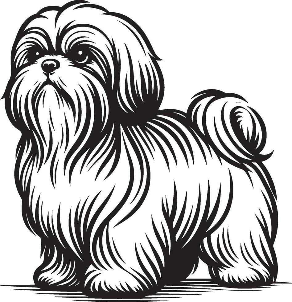 Shih tzu dog vector