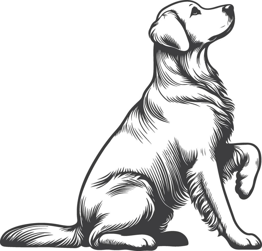 A black and white drawing of a golden retriever vector