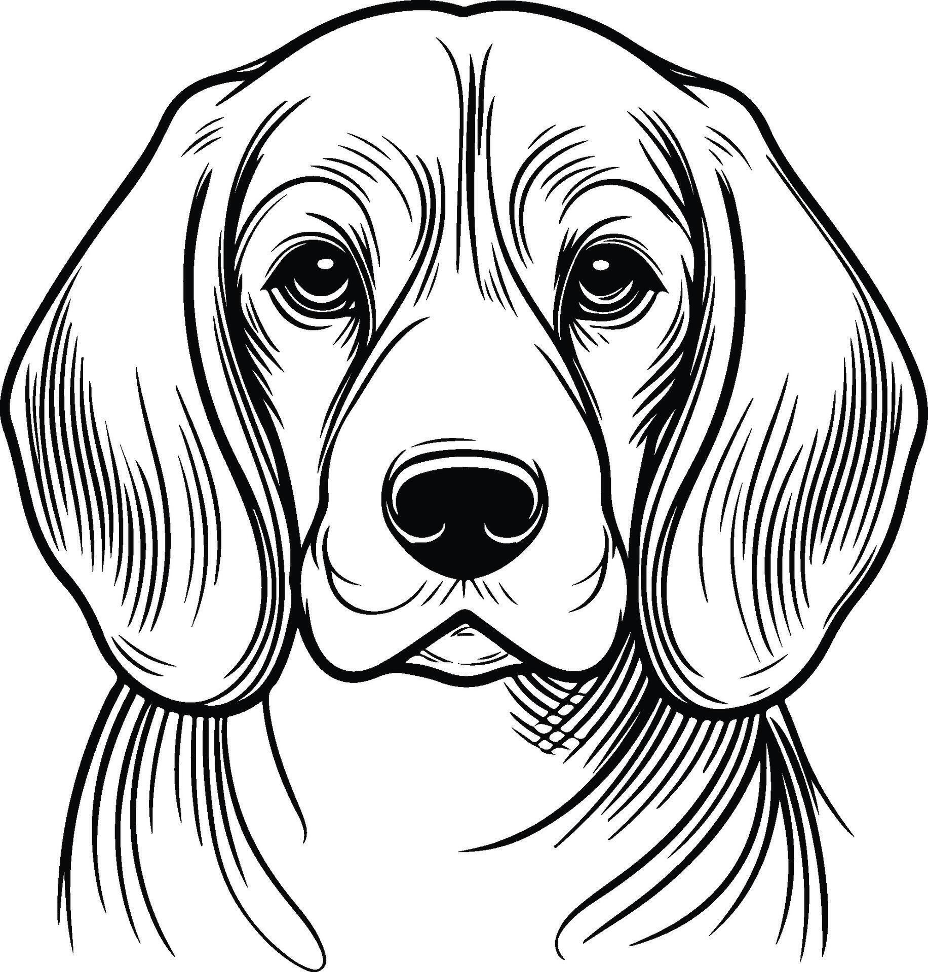 Beagle dog coloring pages 50306860 - Beagle Dog Coloring Pages Vector 