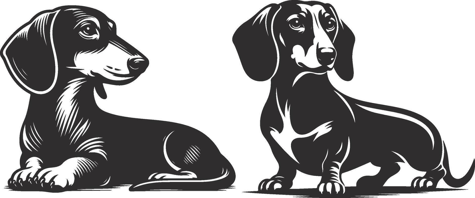 Two black and white dachshunds sitting side by side vector