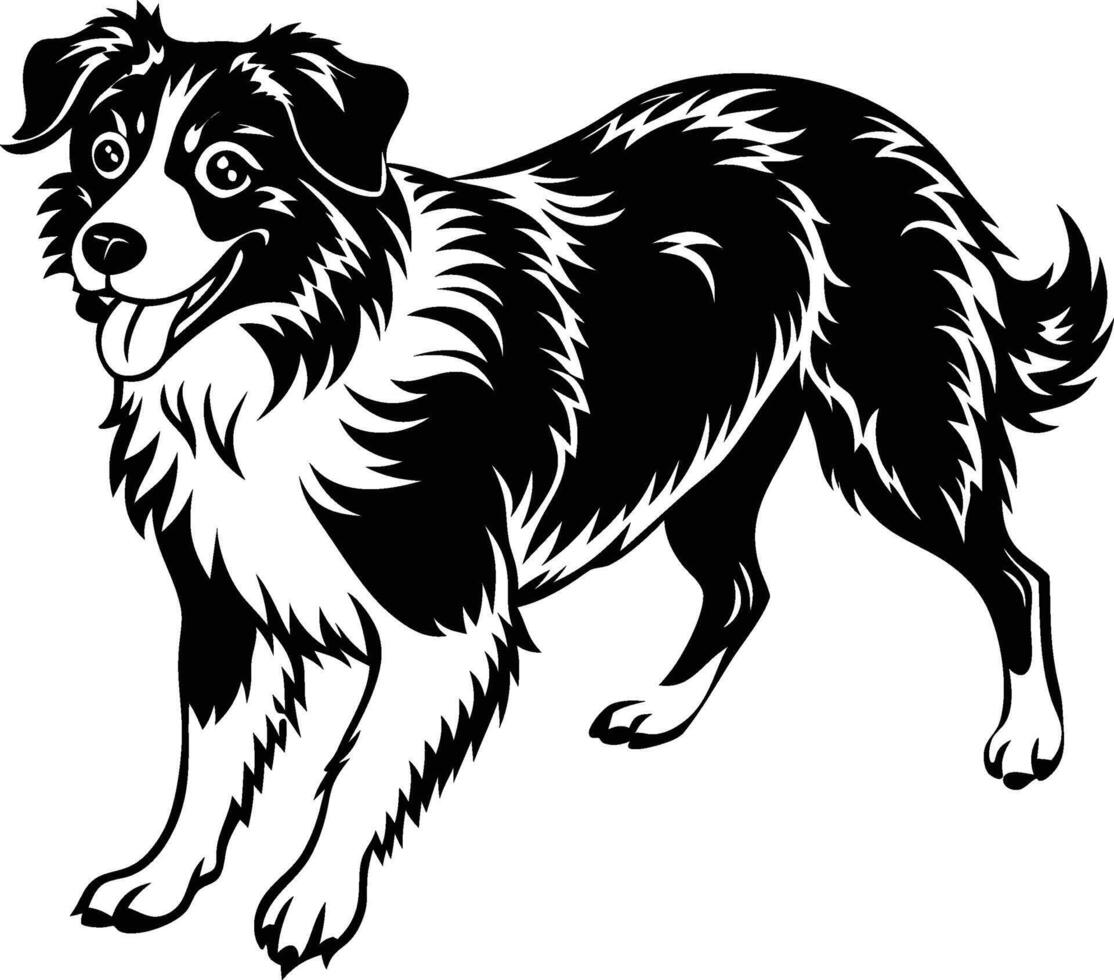 Border collie dog clipart vector