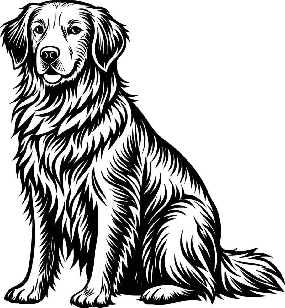 Golden retriever dog sitting black and white vector