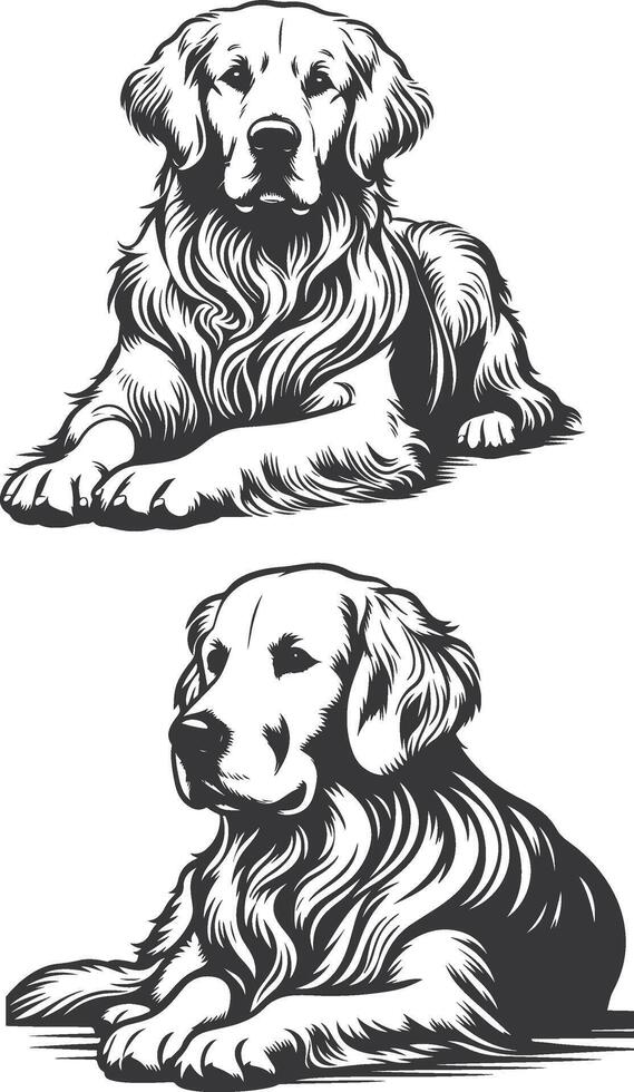Two golden retriever dogs sitting on a white background vector