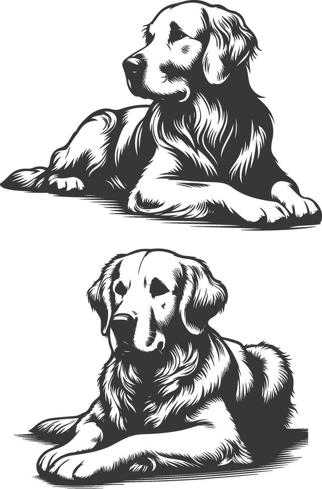 Two black and white illustrations of a golden retriever vector