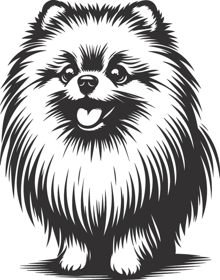 illustration of a pomeranian dog vector