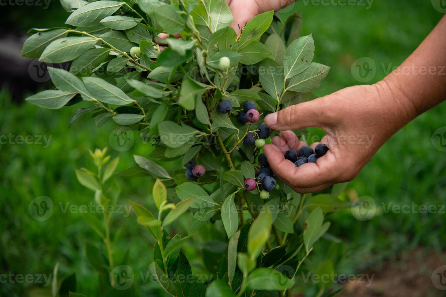 Close Up of a Womans Hand Gently Picking Fresh Blueberries in the Sunlit Garden photo