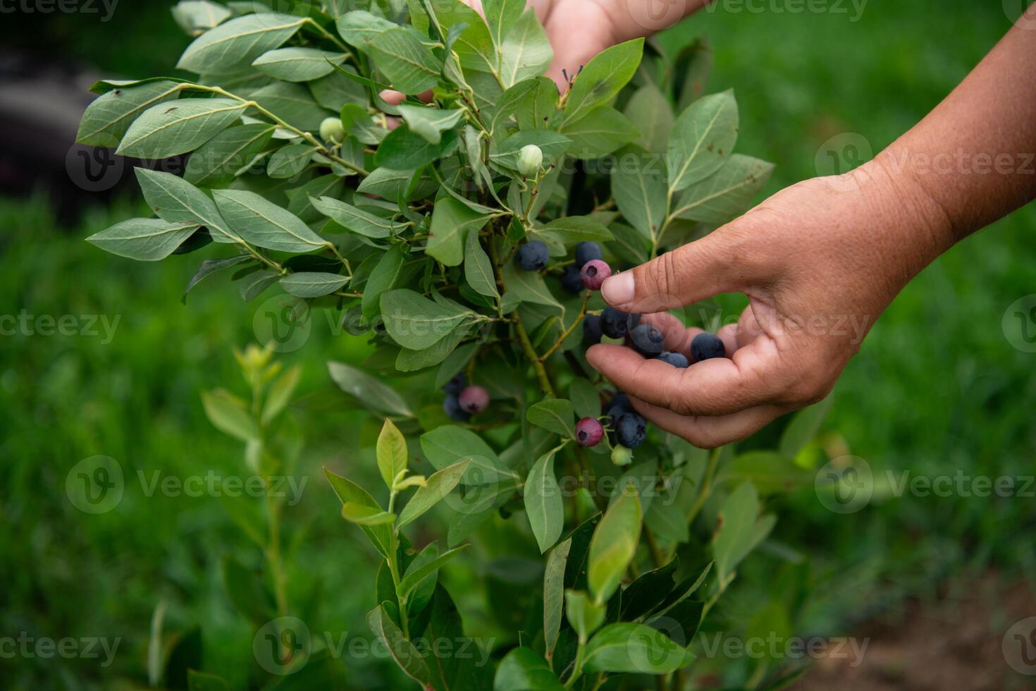 Close Up of a Womans Hand Gently Picking Fresh Blueberries in the Sunlit Garden photo