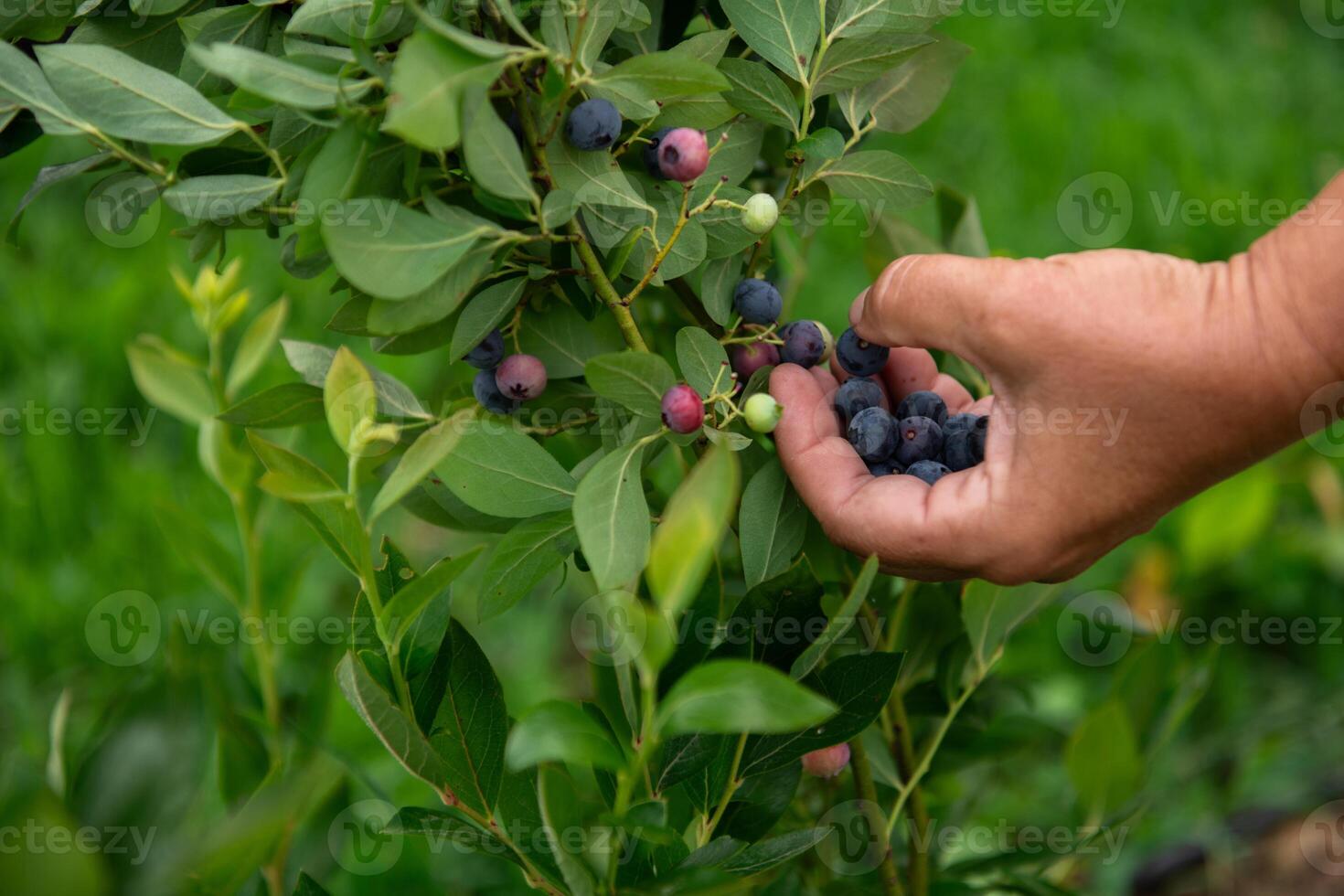 Close Up of a Womans Hand Gently Picking Fresh Blueberries in the Sunlit Garden photo