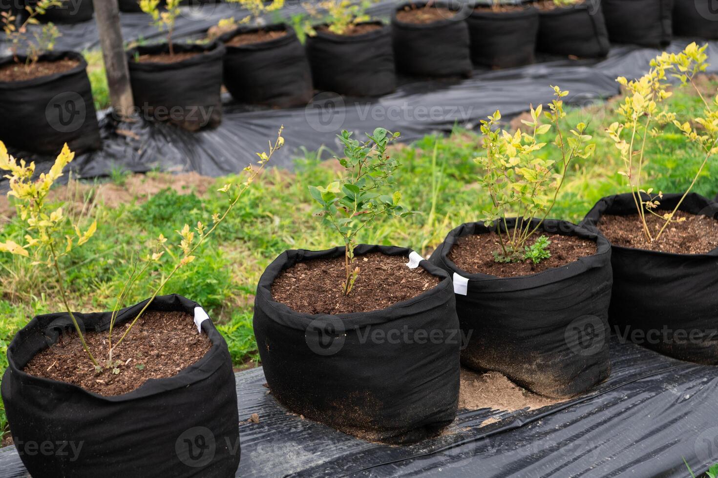 Young Blueberry Seedlings Ready for Future Production of Fresh Juices. photo