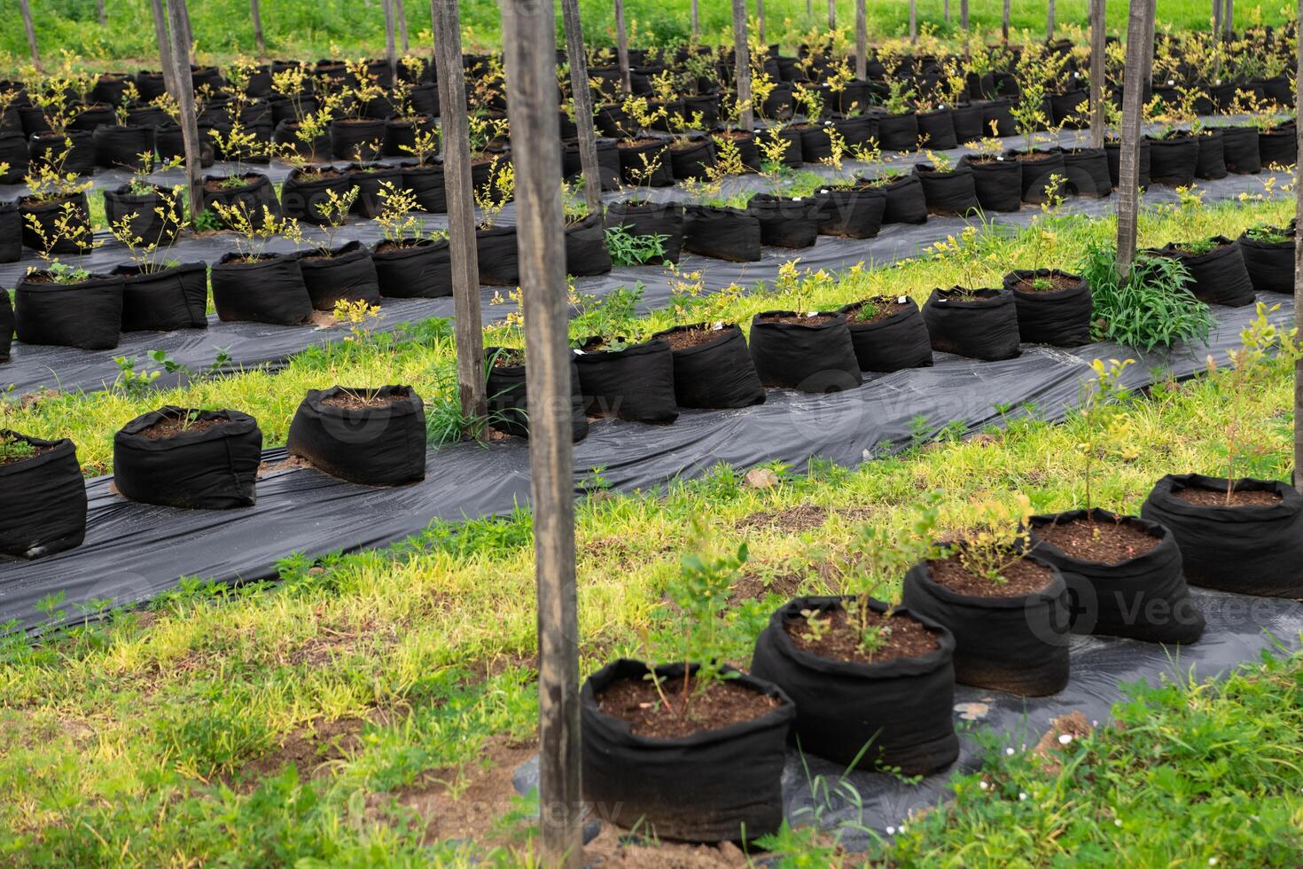 Young Blueberry Seedlings Ready for Future Production of Fresh Juices. photo