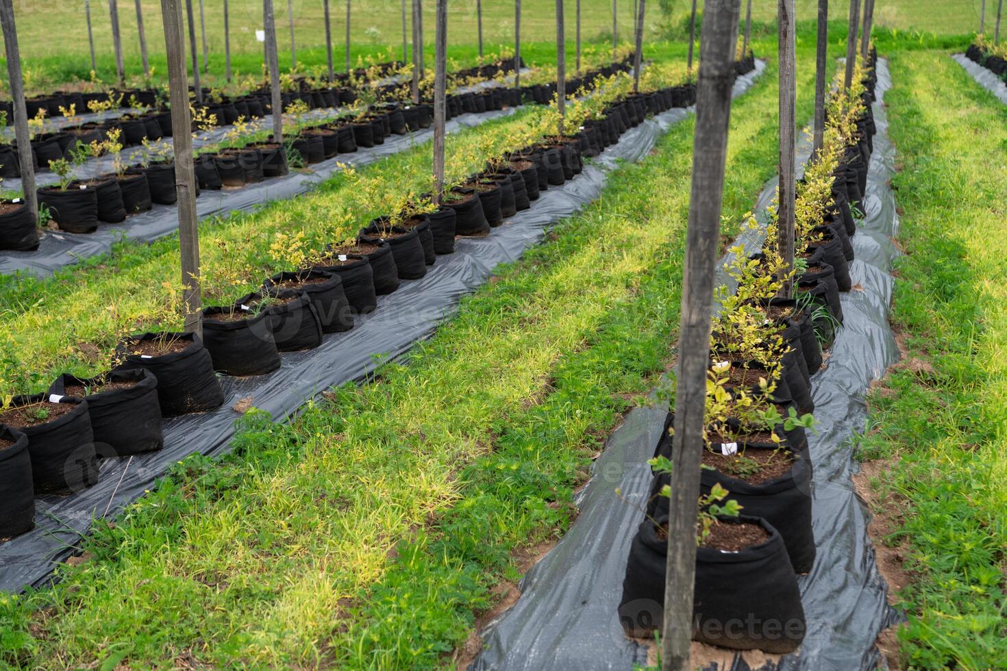 Young Blueberry Seedlings Ready for Future Production of Fresh Juices. photo