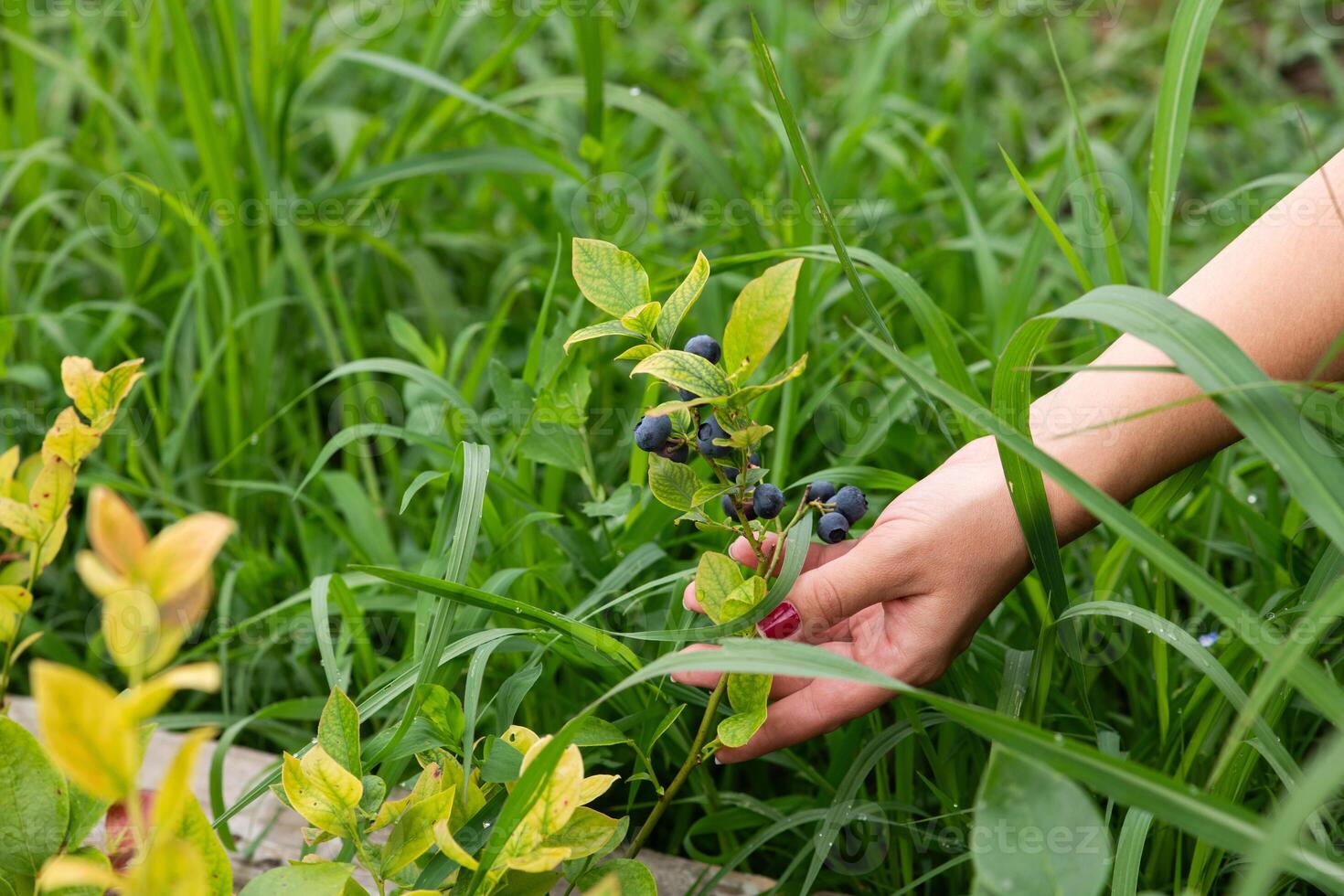 Close Up of a Womans Hand Gently Picking Fresh Blueberries in the Sunlit Garden photo