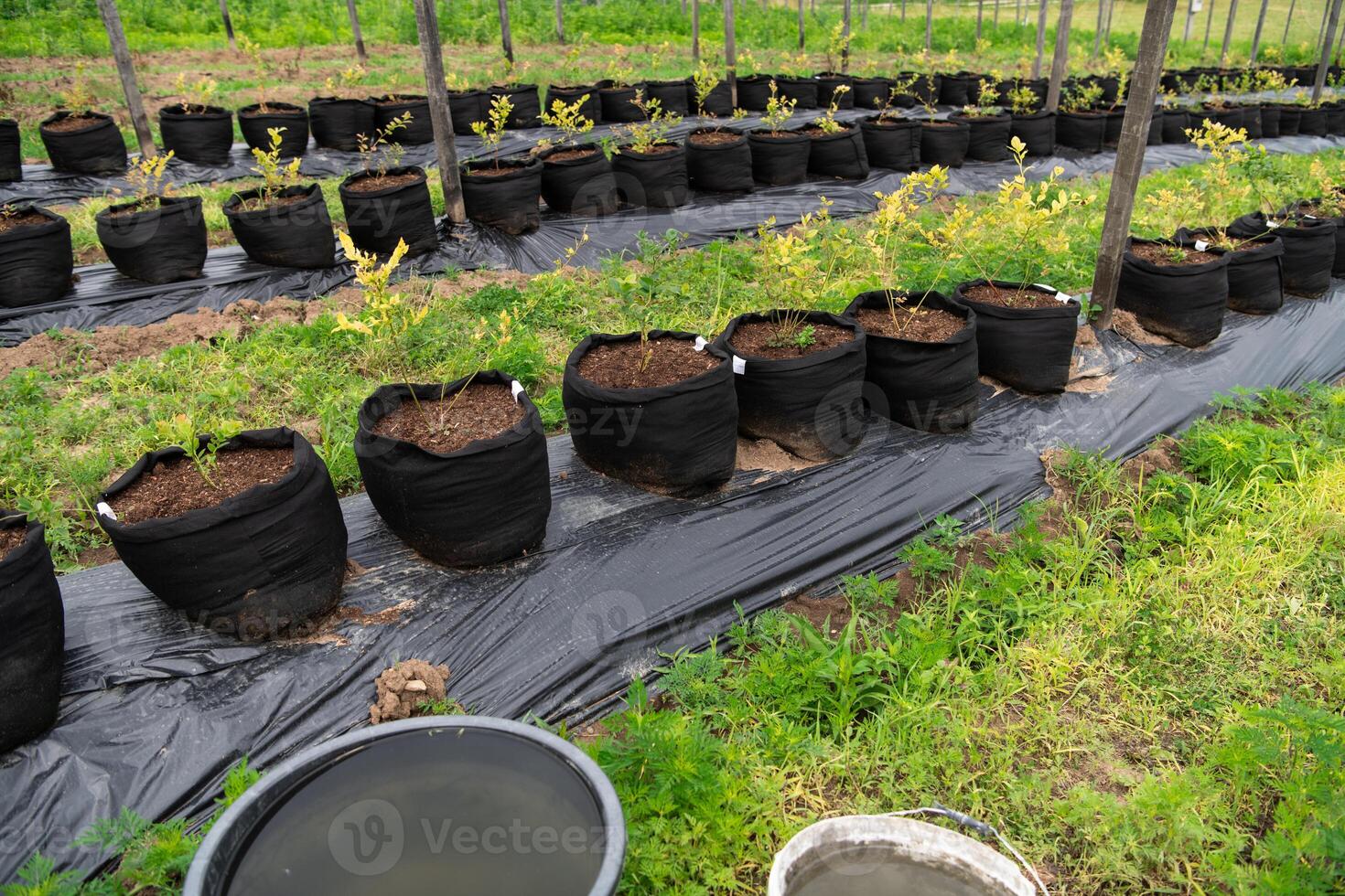 Young Blueberry Seedlings Ready for Future Production of Fresh Juices. photo
