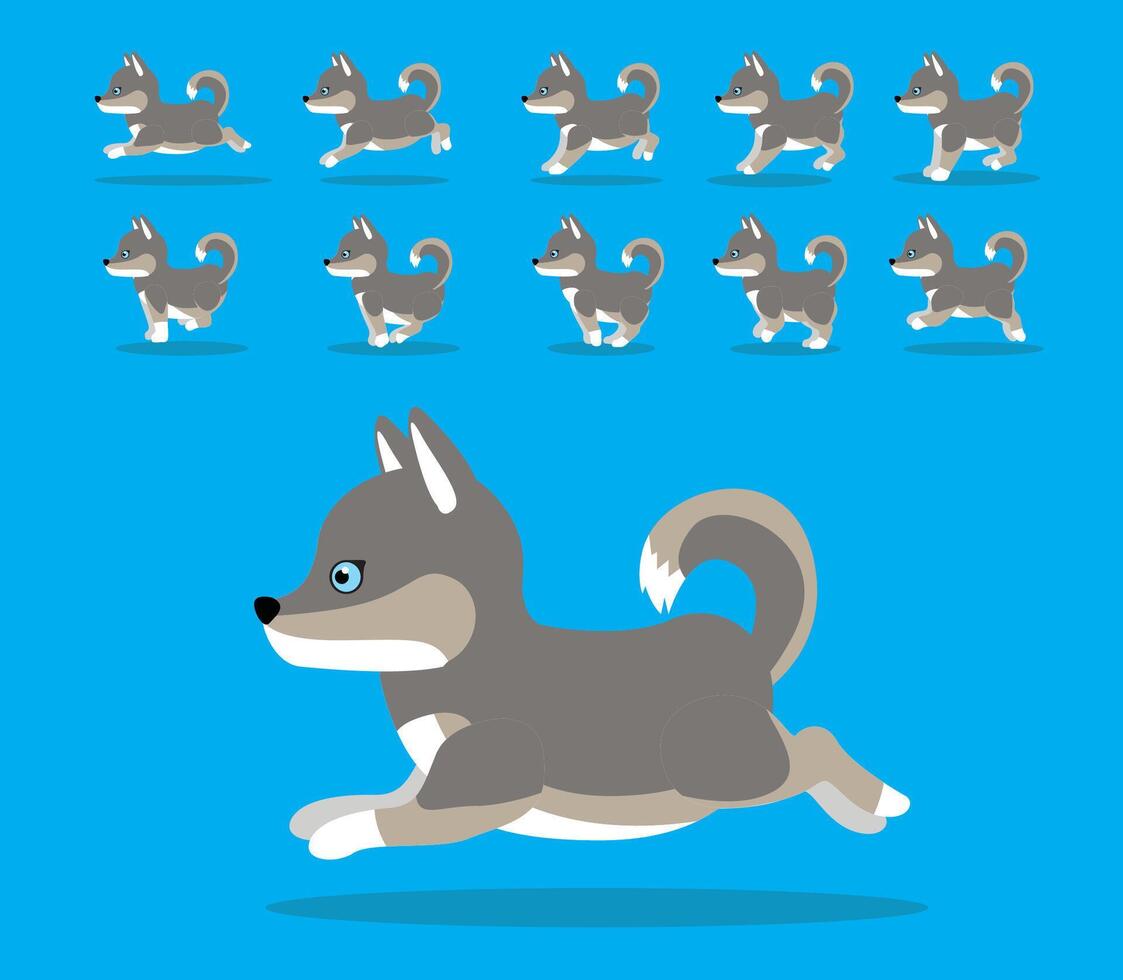 Animal Animation Sequence Dog Siberian Husky Cartoon Grey Coat vector