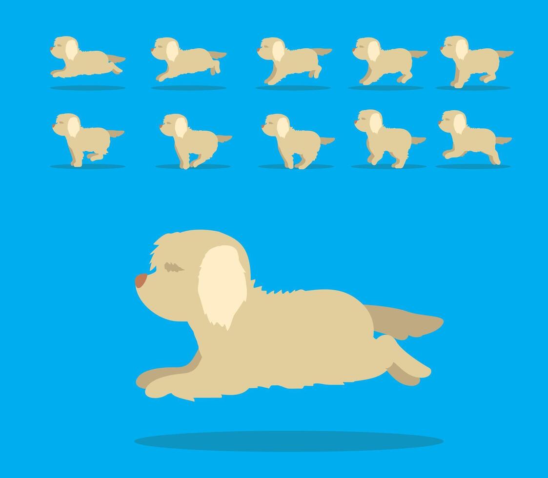 Animal Animation Sequence Dog Spinone Italiano Cartoon vector