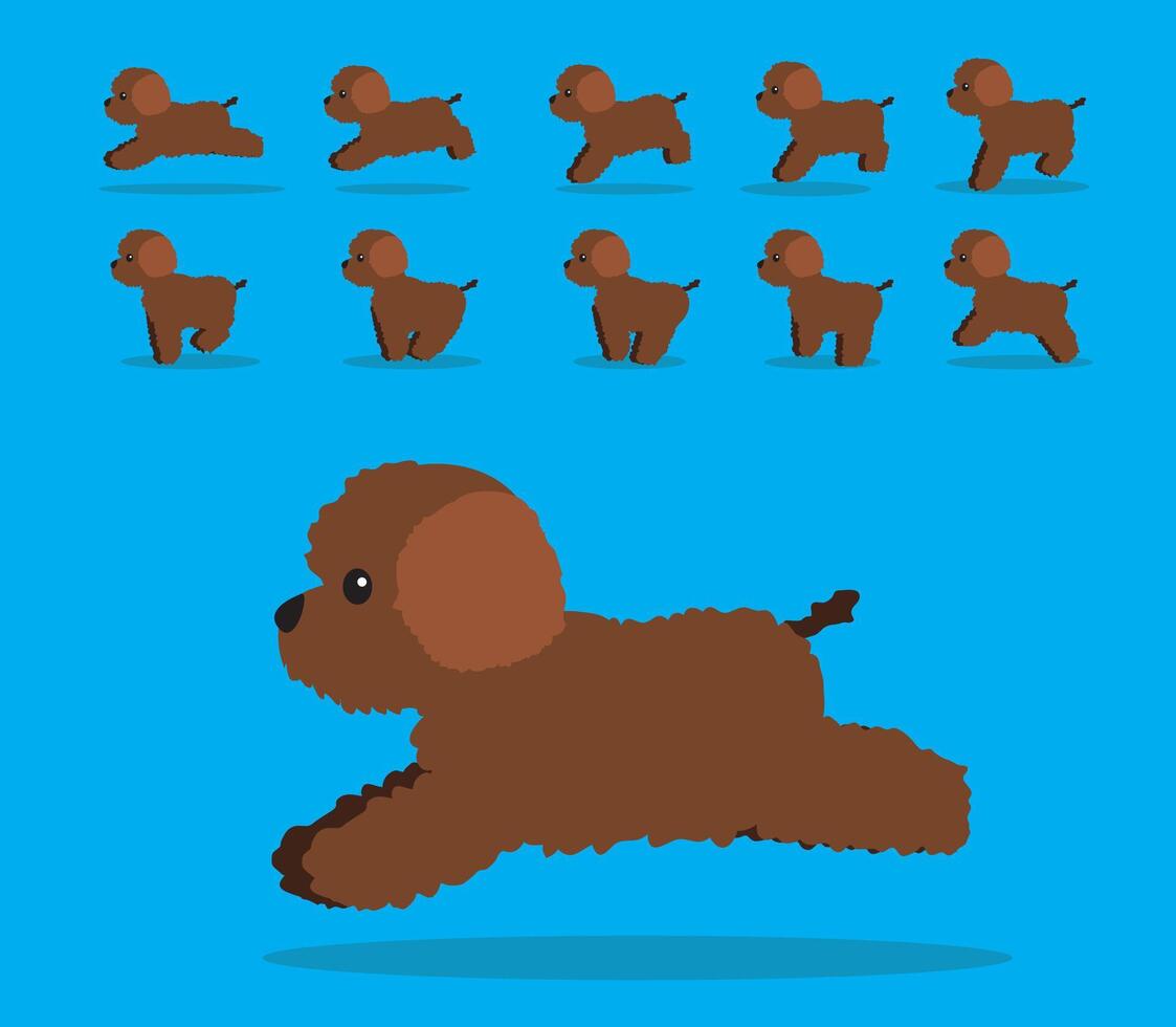 Animal Animation Sequence Dog Lagotto Romagnolo Cartoon vector