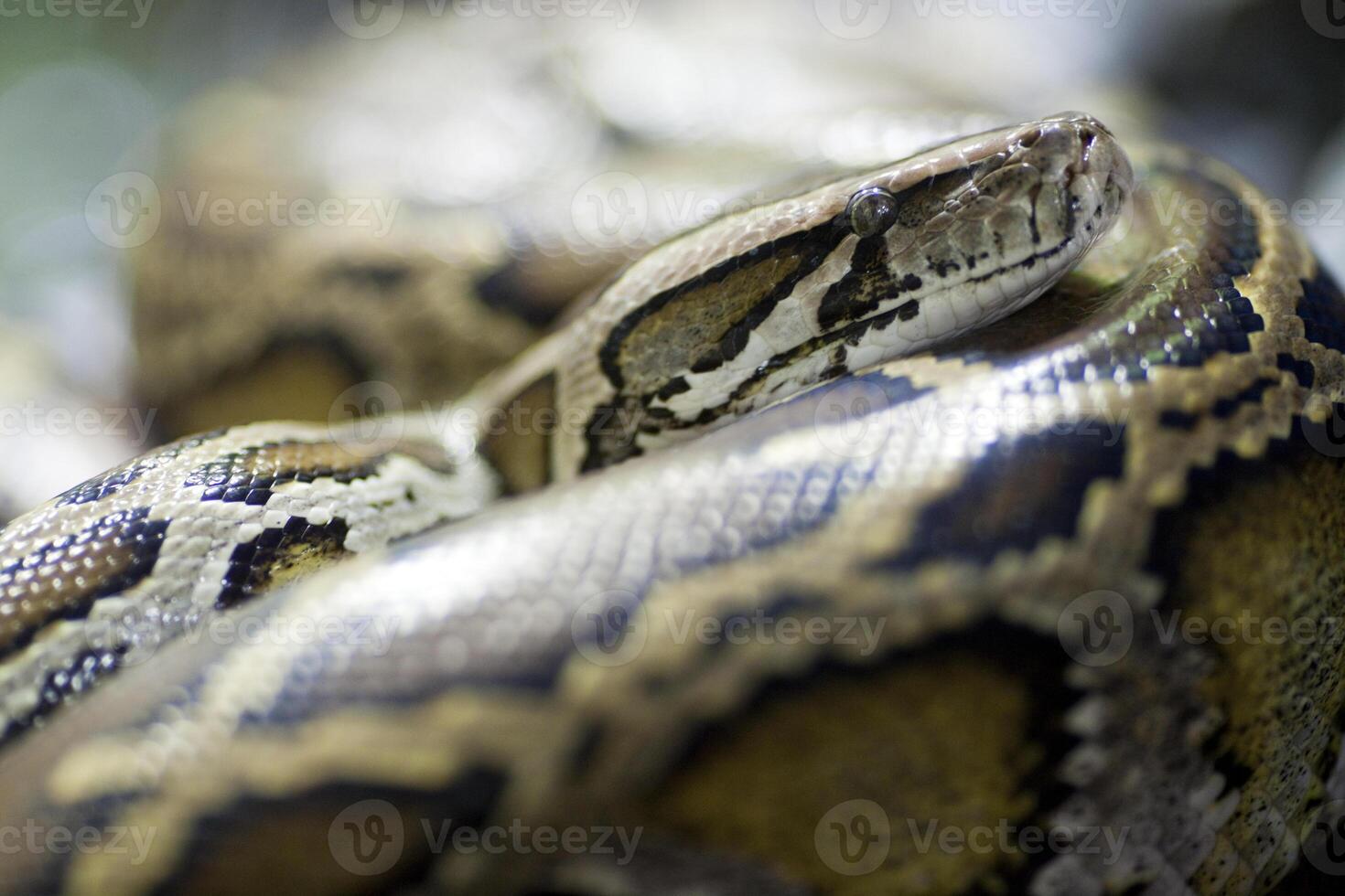 Burmese Python Observing Visitors at Berlin Zoo in Germany photo
