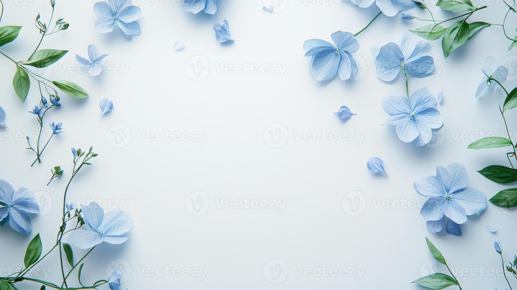 Beautiful blue Hydrangea flowers on white background photo