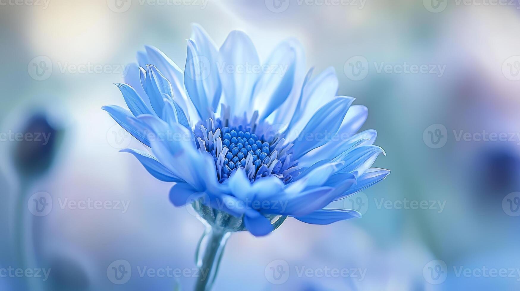 a blue flower with a blurred background photo