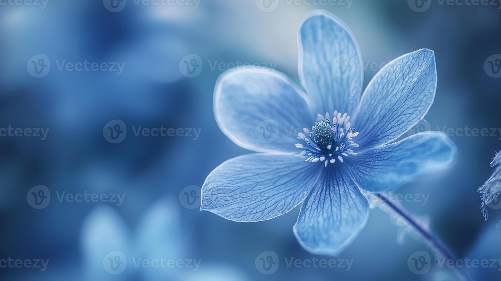 a blue flower with a blurred background photo