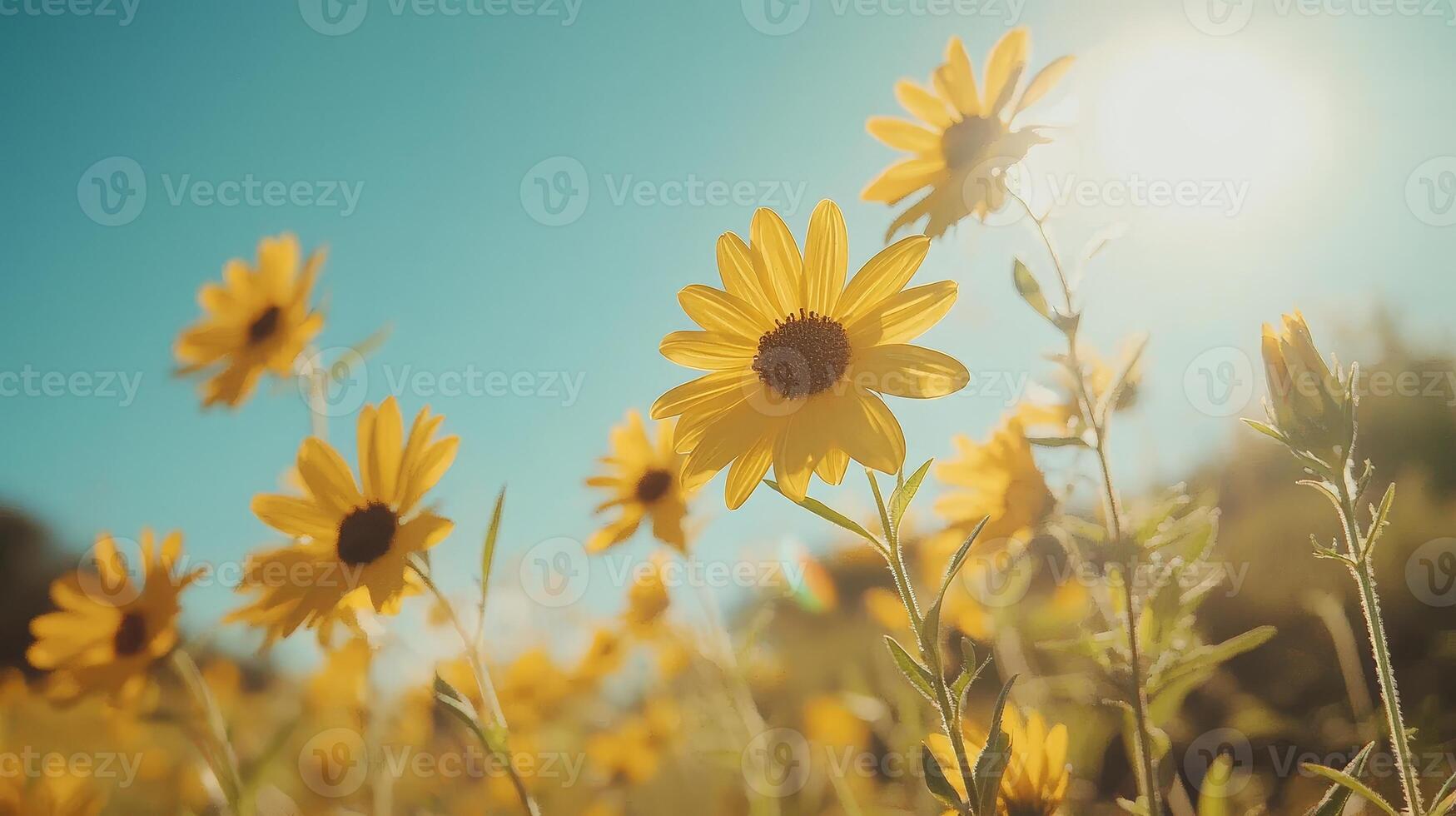 Cosmos flowers on a bright blue sky background photo
