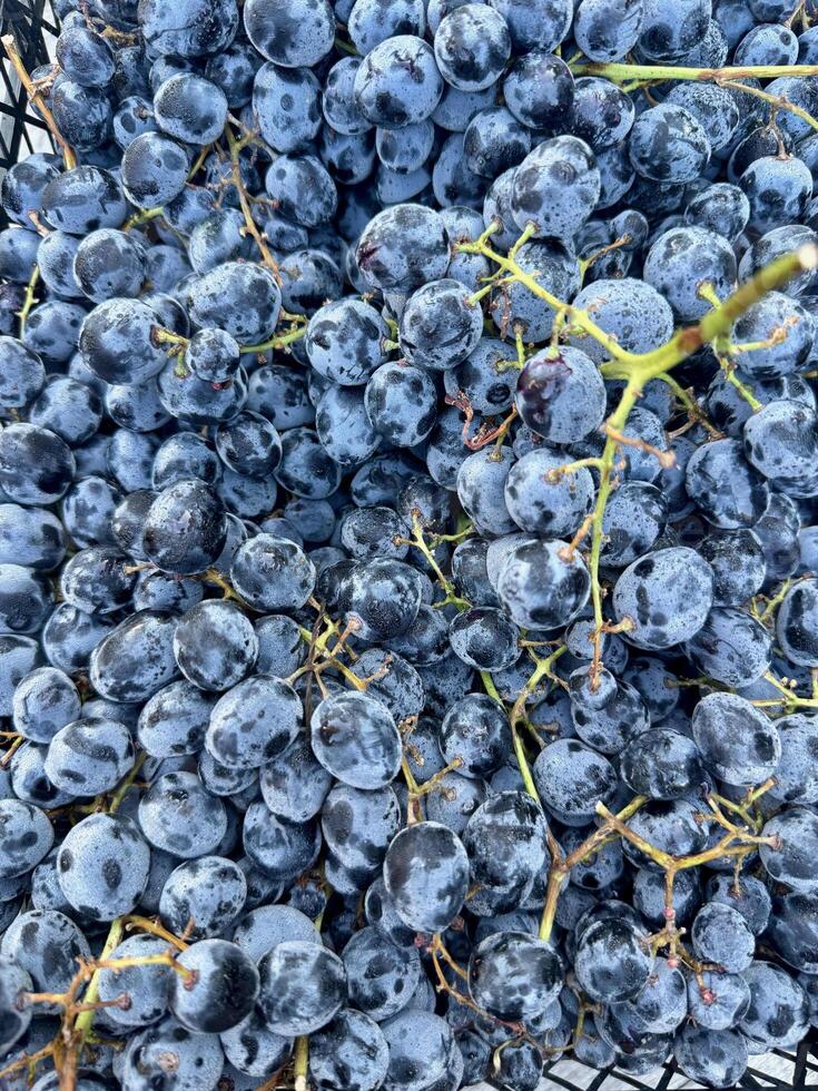 A close-up view of dark fresh ripe georgian grape bunches, clustered together, view from the top photo