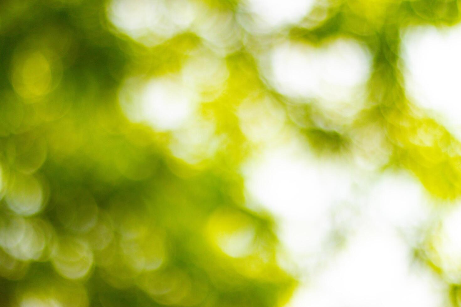 blurred Sunlit green leaves with a soft, blurred background photo