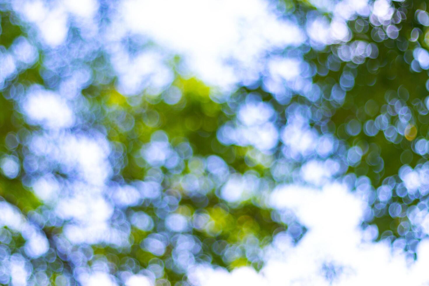blurred Sunlit green leaves with a soft, blurred background photo