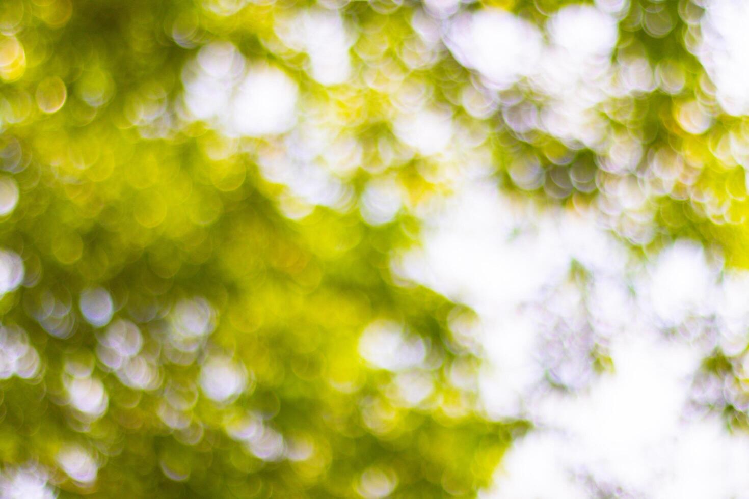 blurred Sunlit green leaves with a soft, blurred background photo