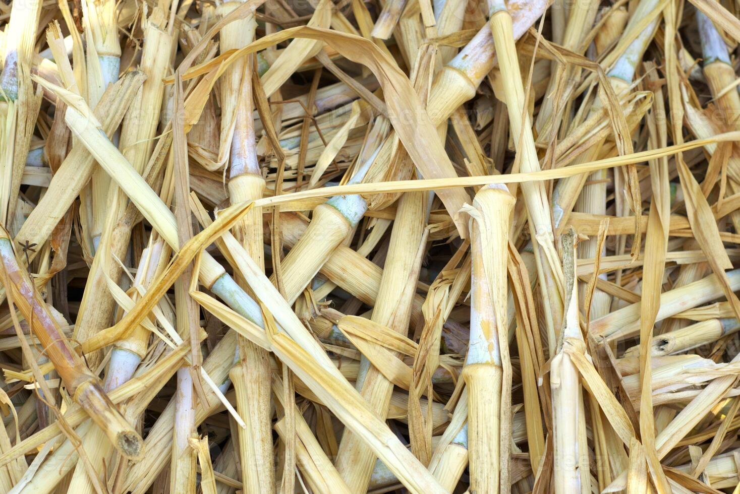dry grass texture background from a farm field photo