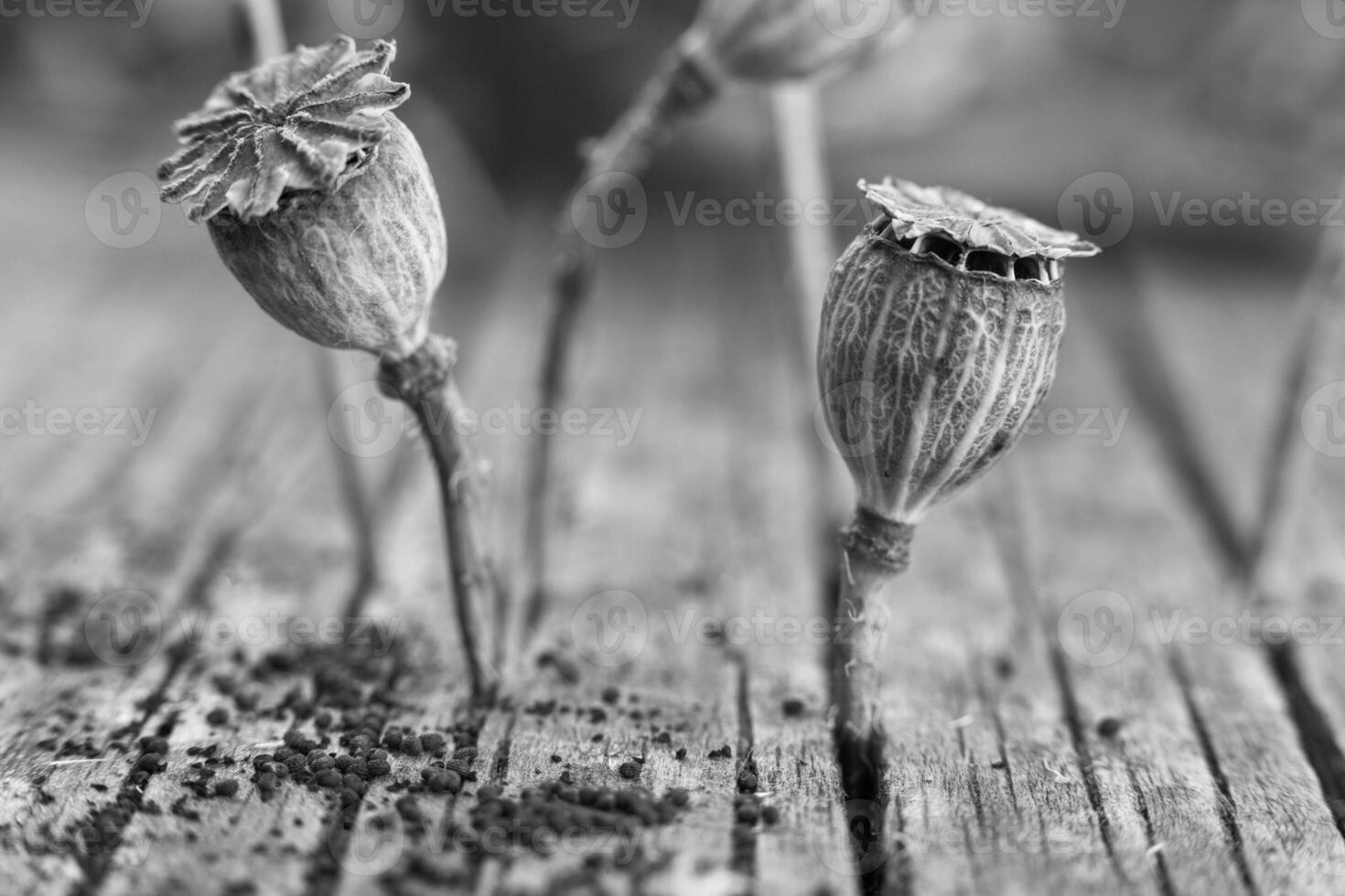 wallpaper with dried poppy plants and seeds. The theme of autumn is dry plants and spices used in food. High quality photo beautiful poppy boxes filled with seeds and spilled out on a wooden table