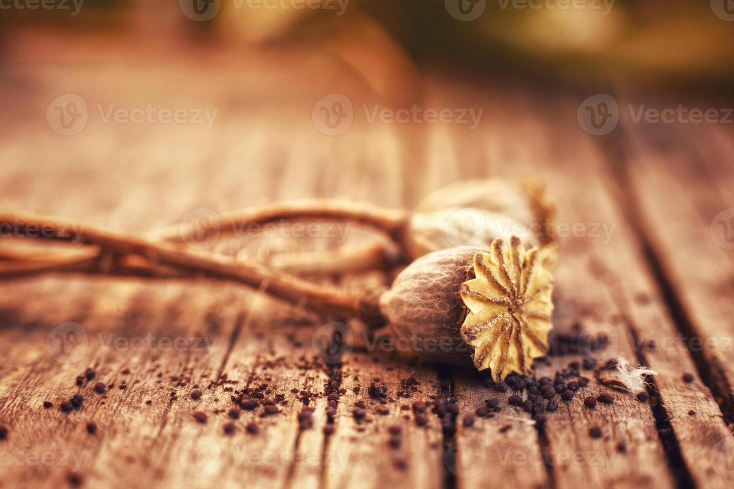 wallpaper with dried poppy plants and seeds. The theme of autumn is dry plants and spices used in food. High quality photo beautiful poppy boxes filled with seeds and spilled out on a wooden table