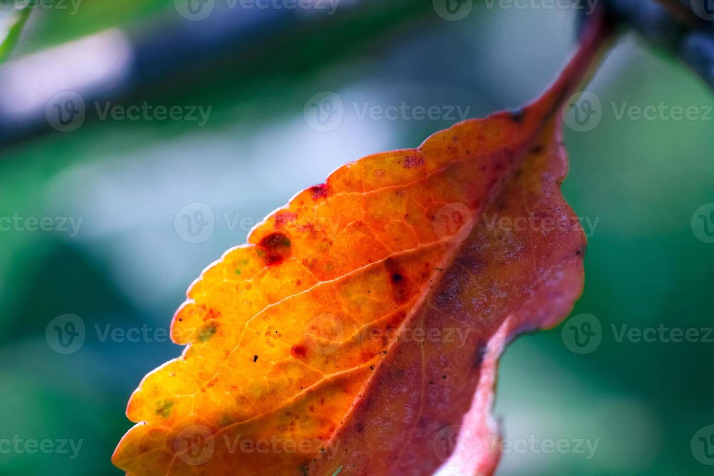 otoño naranja y amarillo hoja con rojo parches colgando en un rama. foto