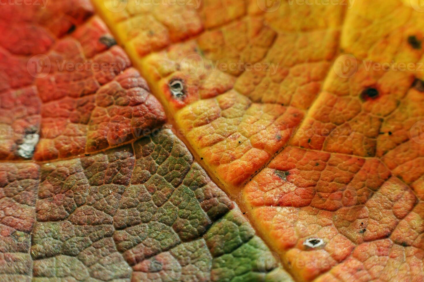 beautiful autumn leaf. burgundy dry autumn leaf macro photo. fine vein details and rough surface. High quality photo texture of the leaf under magnification. beautiful banner or background for