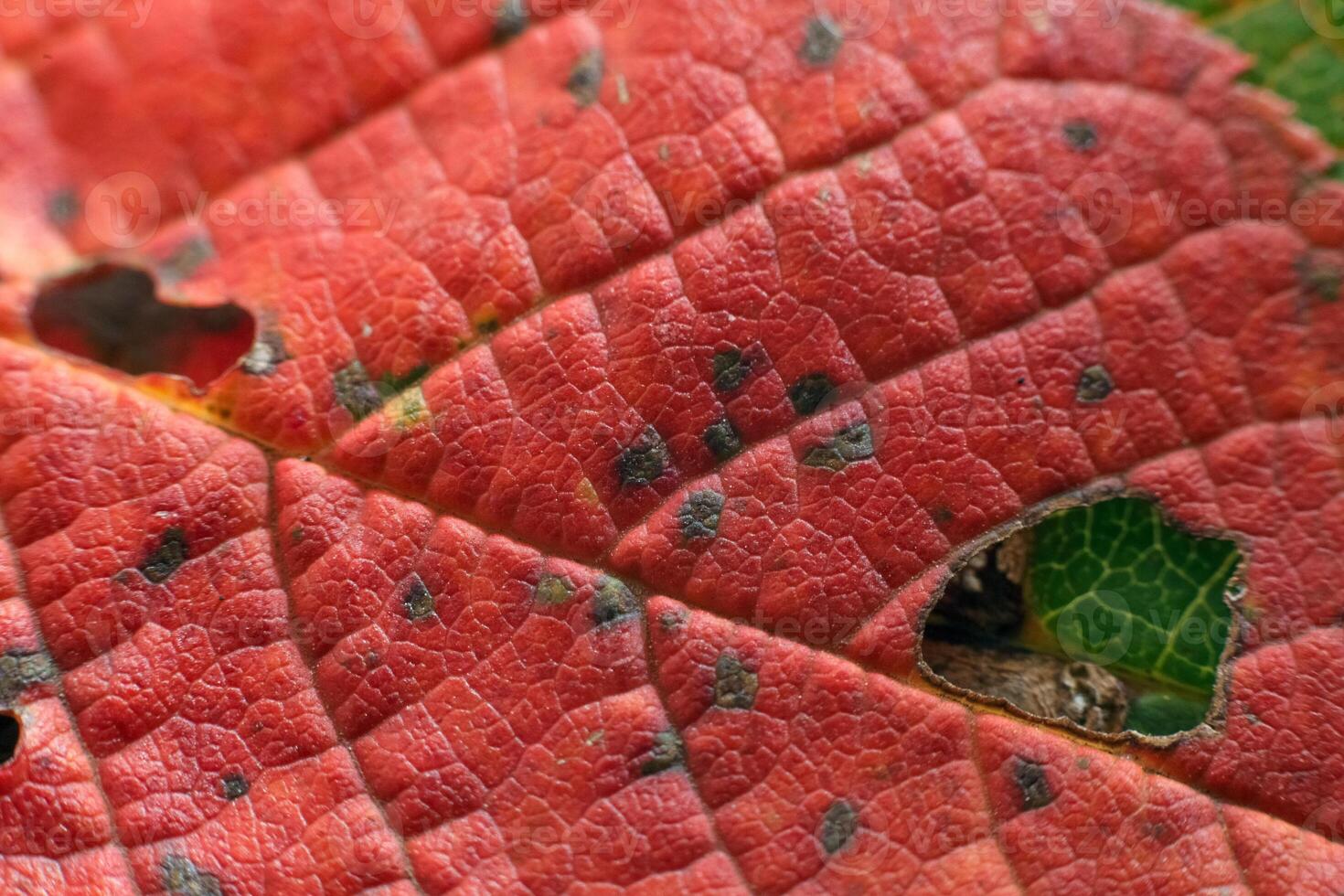 beautiful autumn leaf. burgundy dry autumn leaf macro photo. fine vein details and rough surface. High quality photo texture of the leaf under magnification. beautiful banner or background for