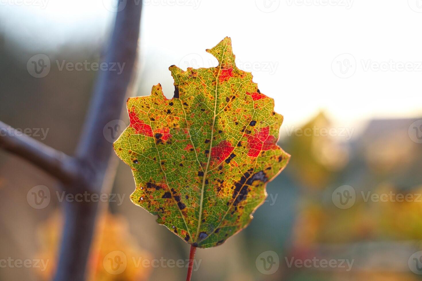 multi-colored autumn leaf on a branch against a background of yellow grass and sky. Macro shot of an orange leaf of a young birch tree in September . High quality photo