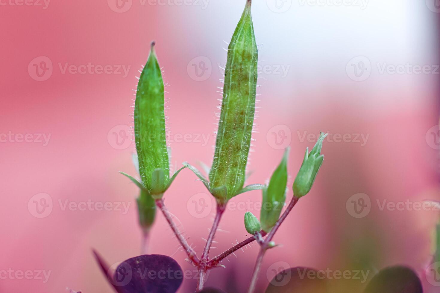 Macro photo of an unopened bud of a micro flower. Green buds on a pink background.