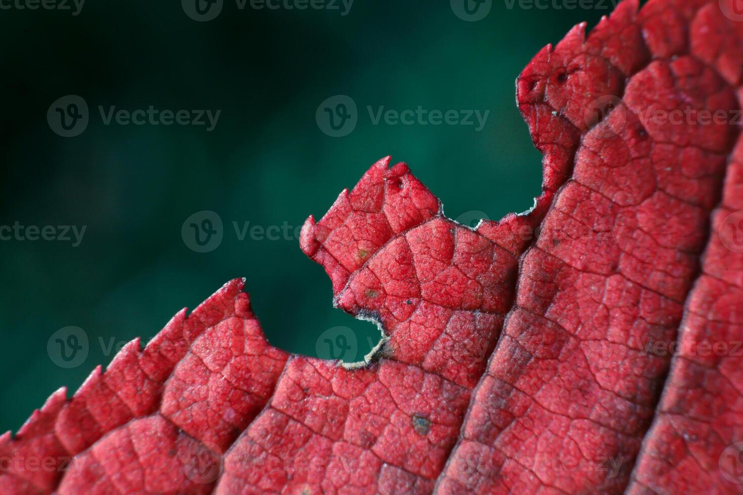 Beautiful carved edge autumn maroon leaf macro photo. High quality photo Beautiful wallpaper macro photo autumn. small veins and natural imperfection of nature in multi-colored tree leaves.