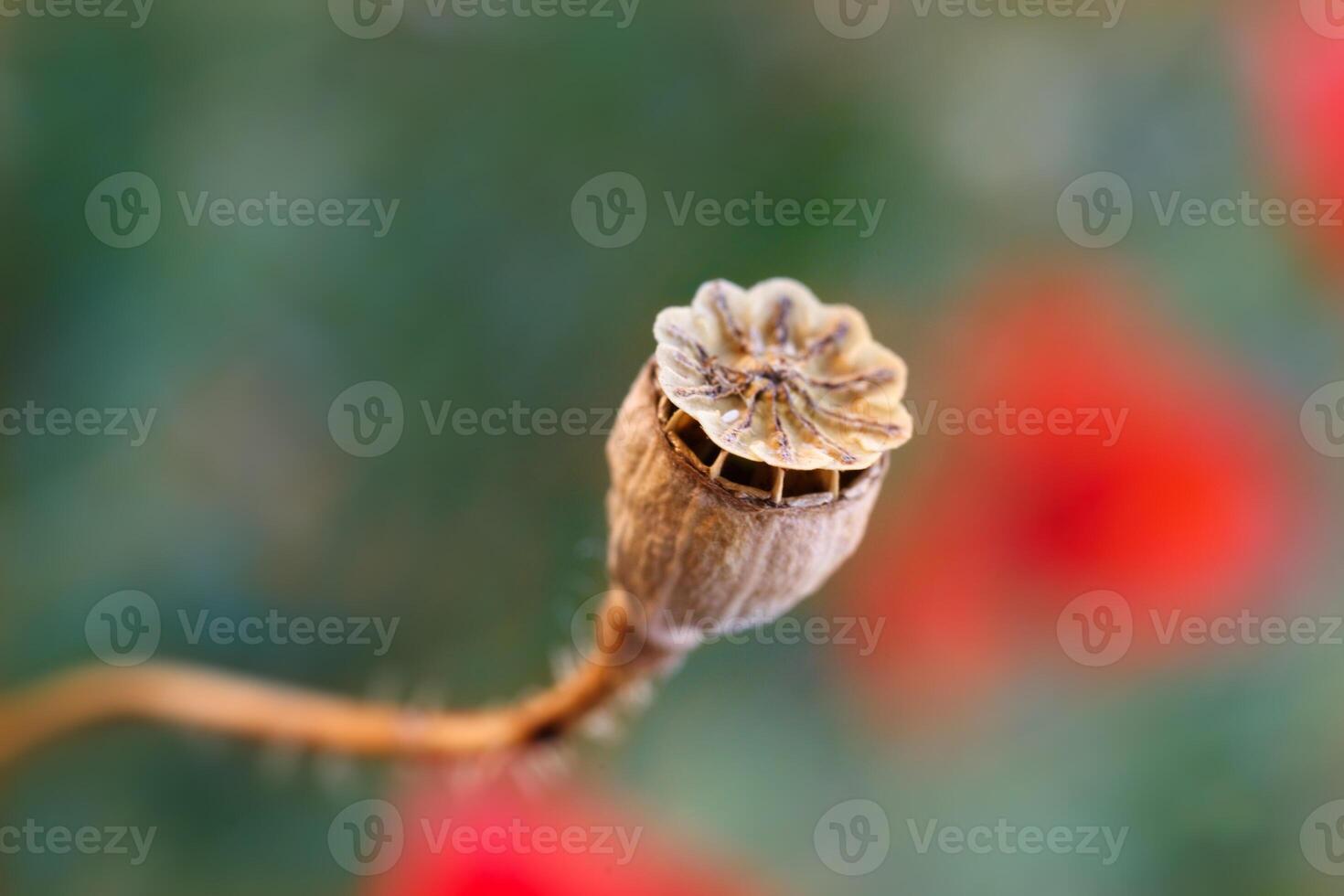 wallpaper with dried poppy plants and seeds. The theme of autumn is dry plants and spices used in food. High quality photo beautiful poppy boxes filled with seeds and spilled out on a wooden table
