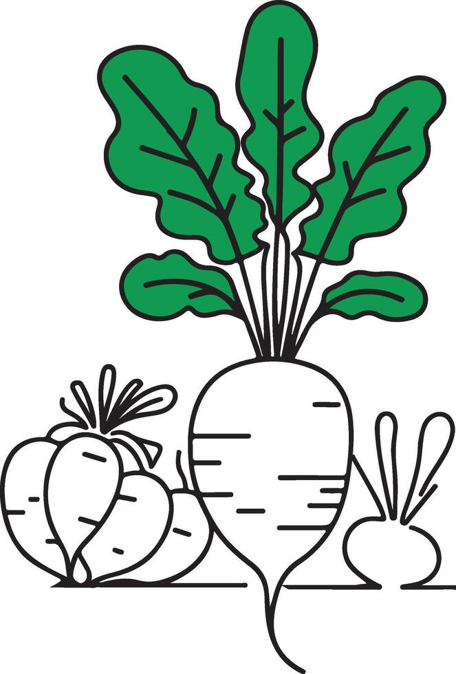 Hand drawn turnip art vector