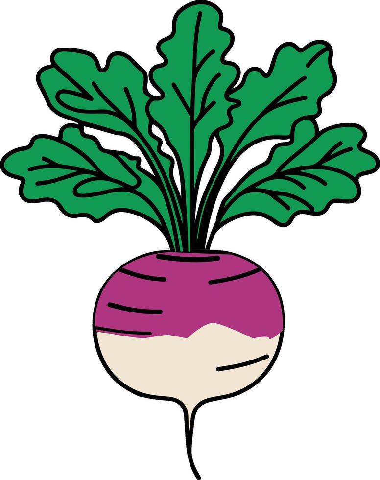 hand drawn turnip vector