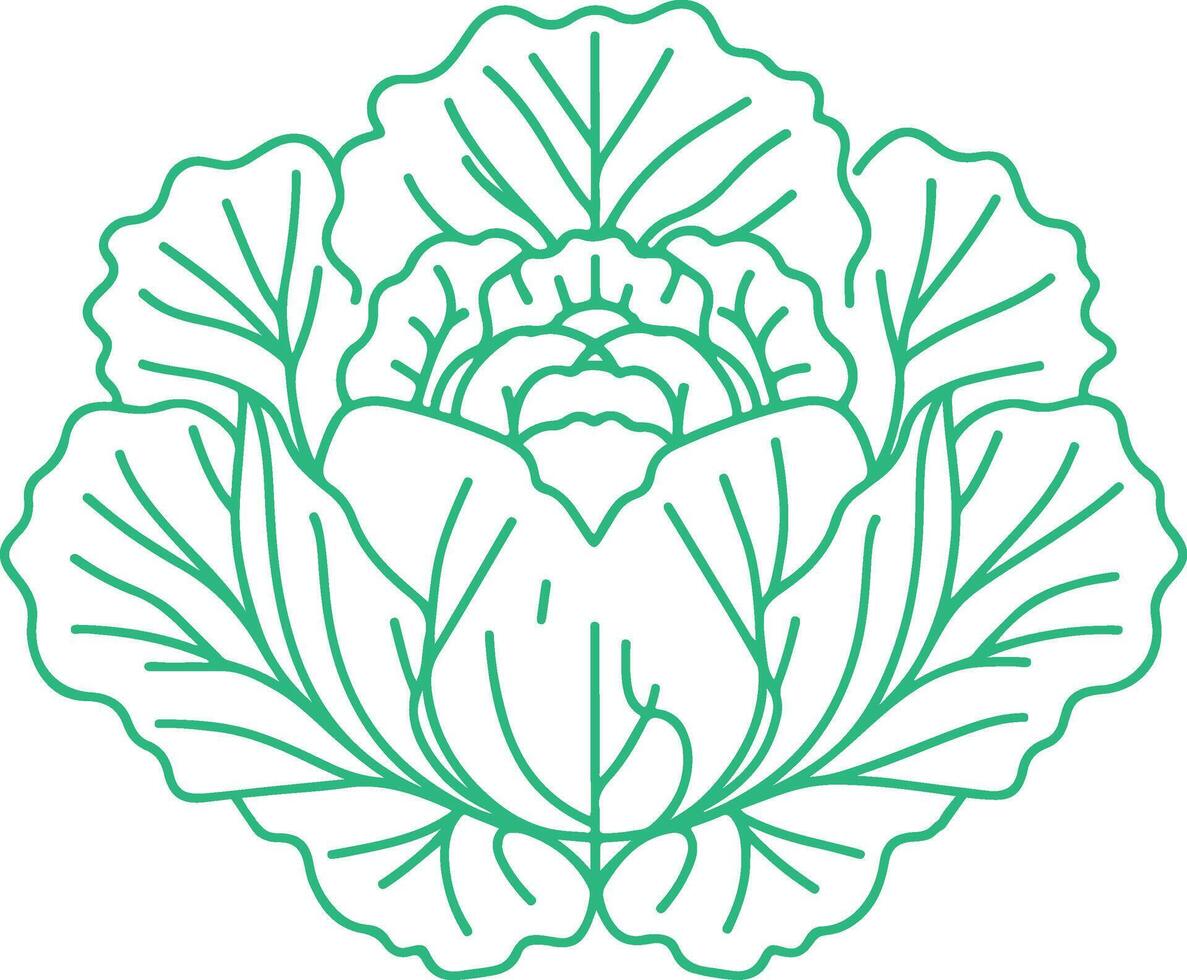 hand drawn cabbage vector