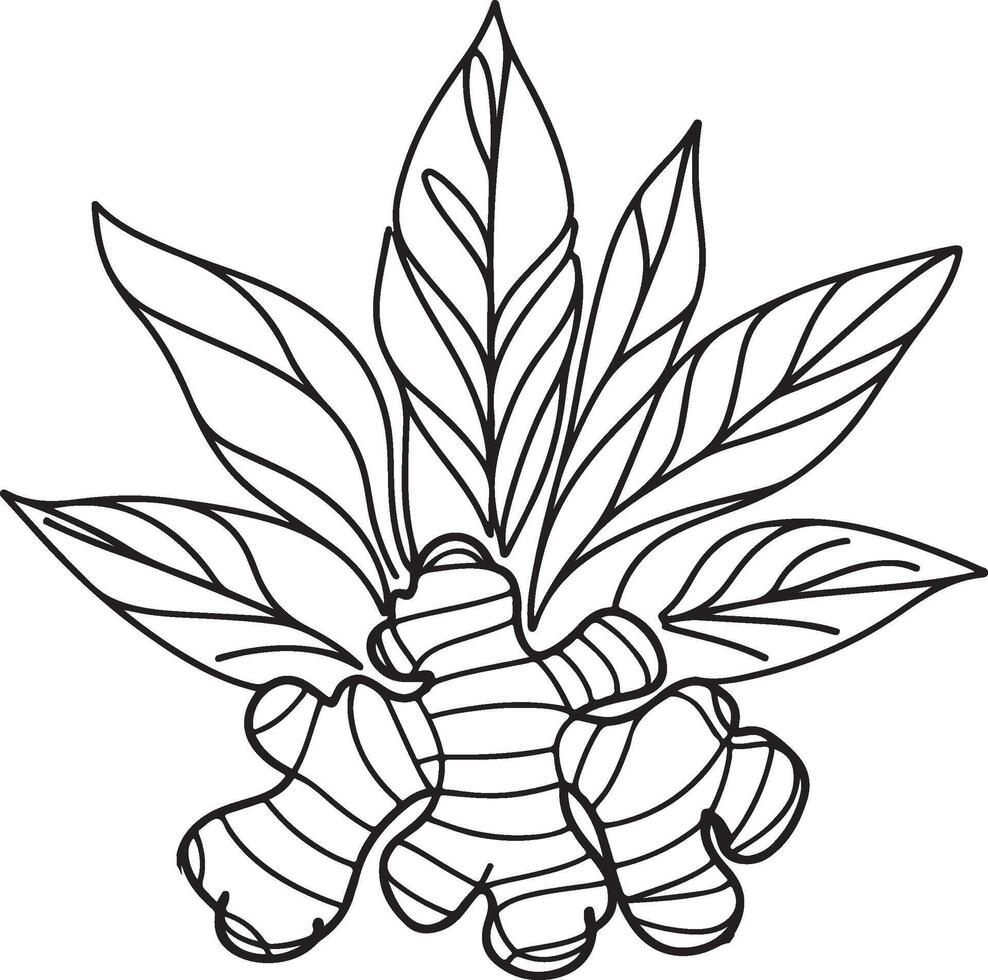 hand drawn ginger art vector