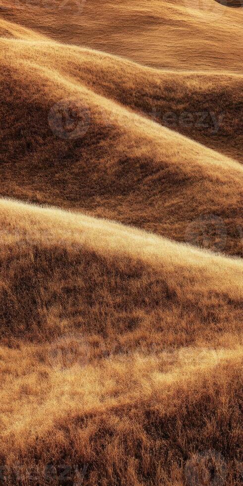 Golden autumn grassland with rolling hills under soft sunlight photo