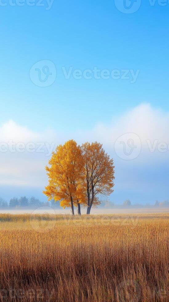 Yellow trees in autumn grassland under a clear blue sky at dawn photo