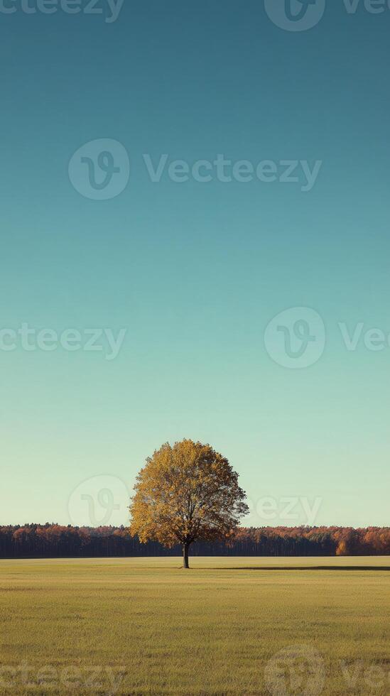 Golden autumn grassland featuring a solitary tree under a clear sky photo
