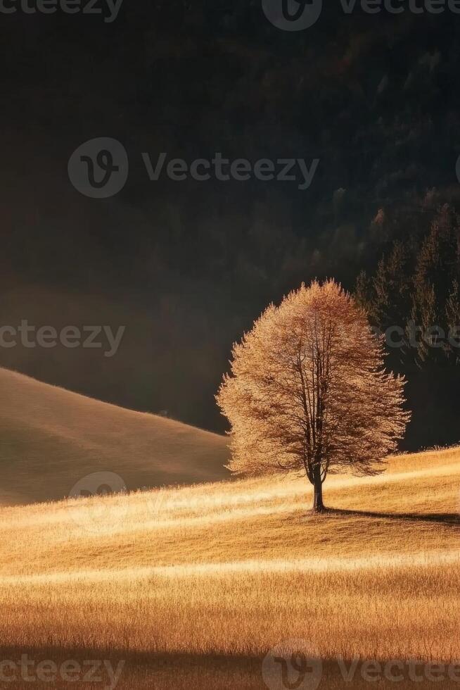 Golden autumn grassland under soft sunlight with a lone tree photo